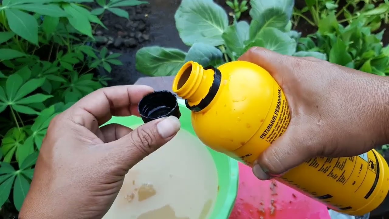 Mengubah Air Cucian Beras Menjadi Pupuk Organik Cair Kaya Manfaat Untuk Tanaman