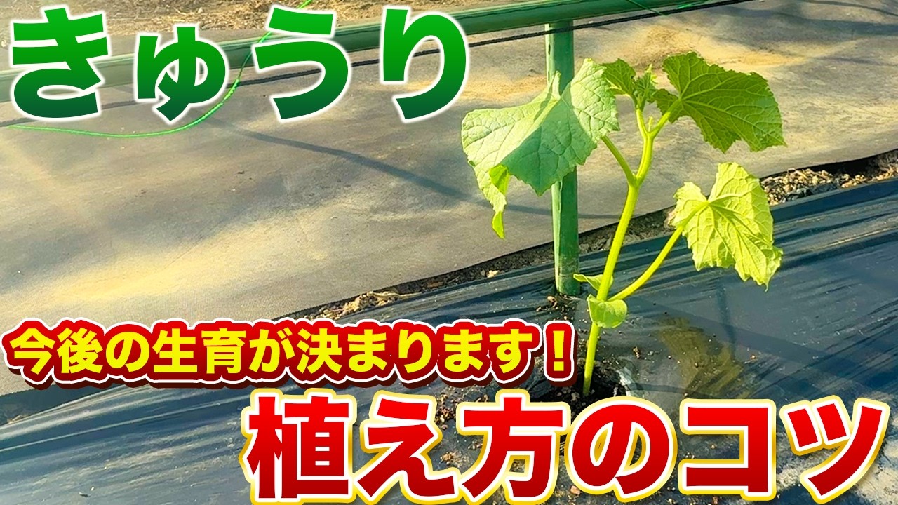 きゅうりの育て方・植え付け前後にコレやると大きく育ちます！（植え付けタイミング、肥料の種類、苗の種類、植え付け方法など）