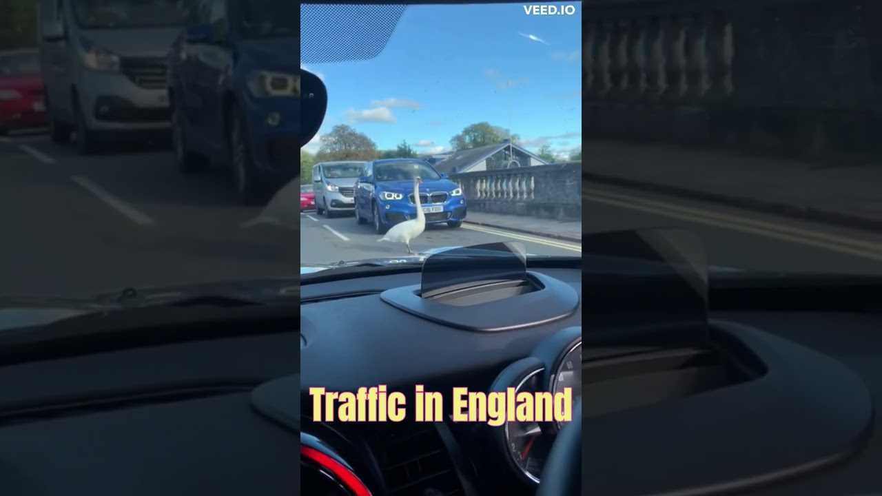 Unexpected Roadblock: Traffic in England #funny #swan