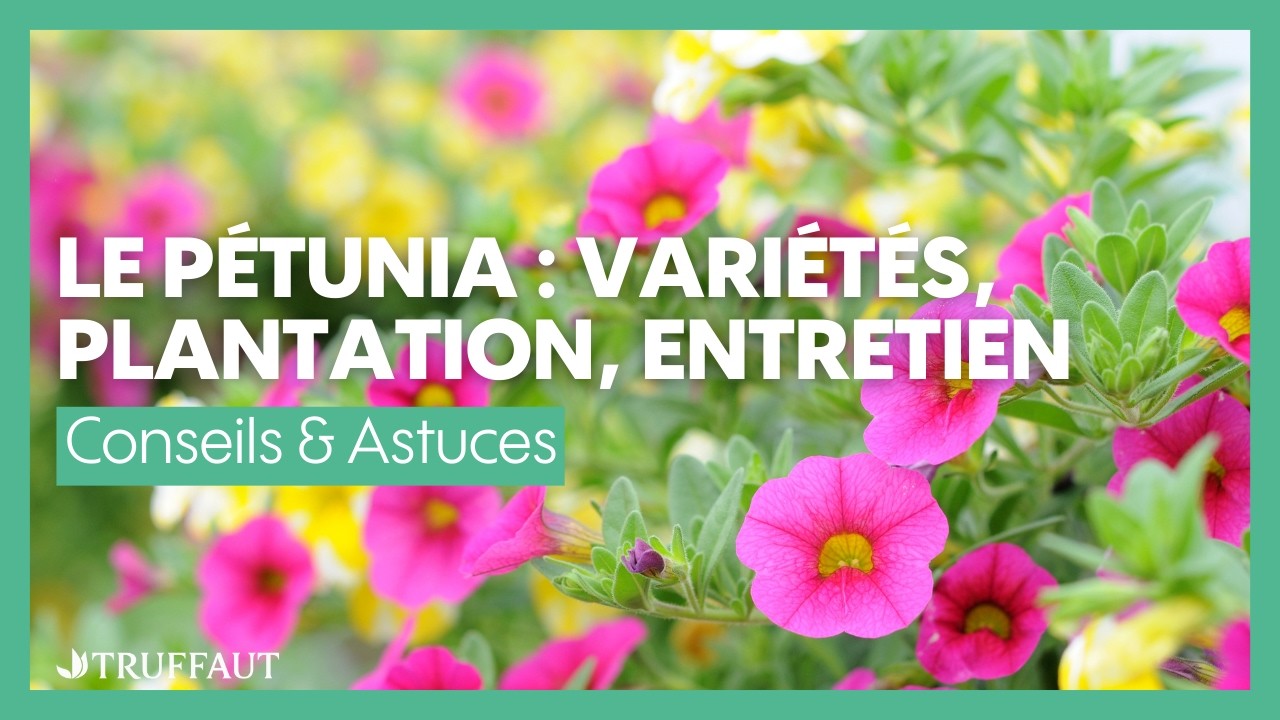 Le pétunia : variétés, plantation, entretien - Truffaut