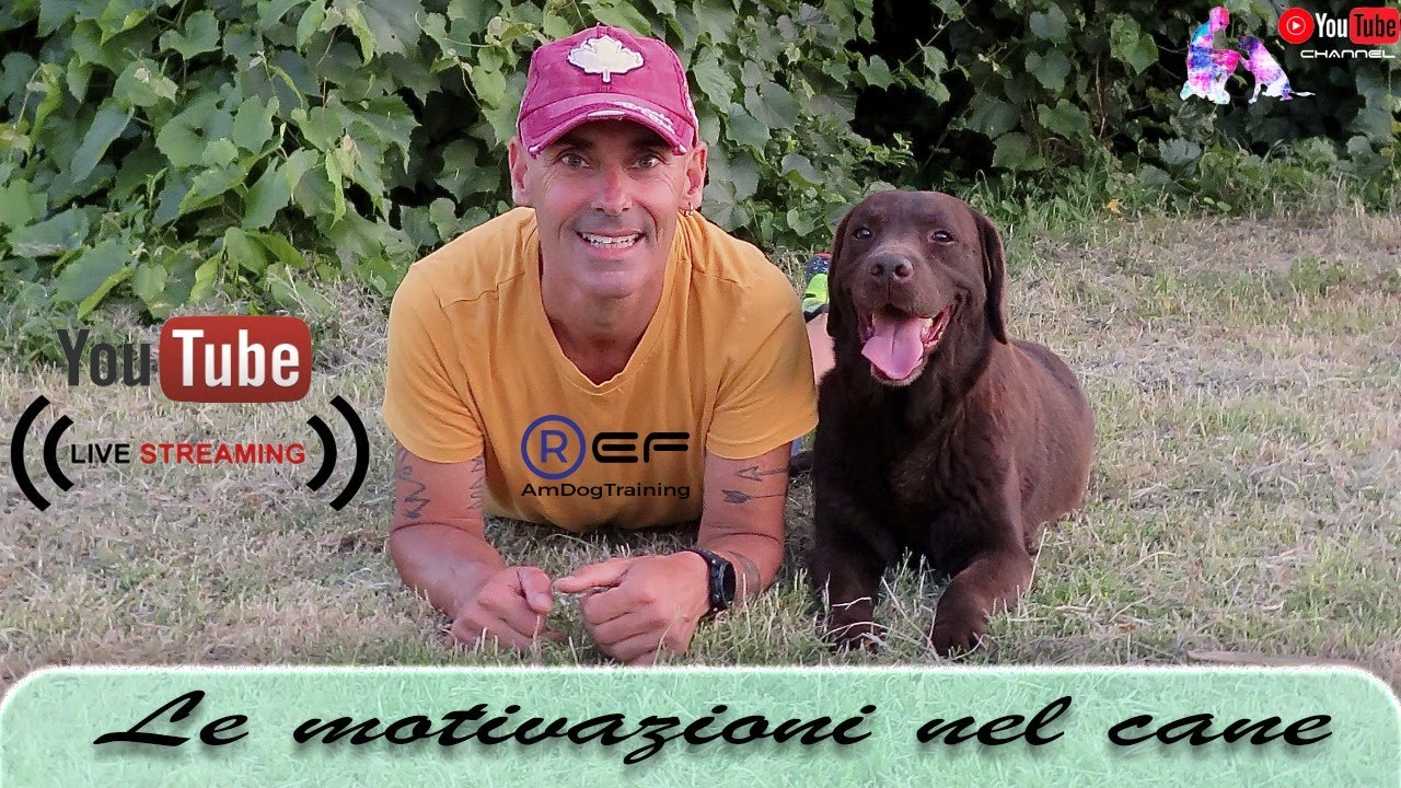 Le motivazioni nel cane