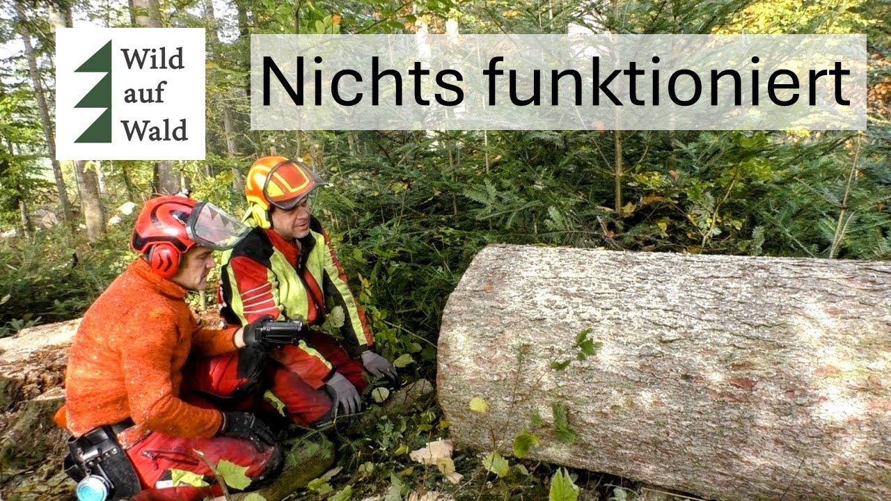 🌲Die Wahrheit &uuml;ber den &bdquo;Wertholz&ldquo;-Baum - Gedanken & Lehren nach der Fehlf&auml;llung #wildaufwald