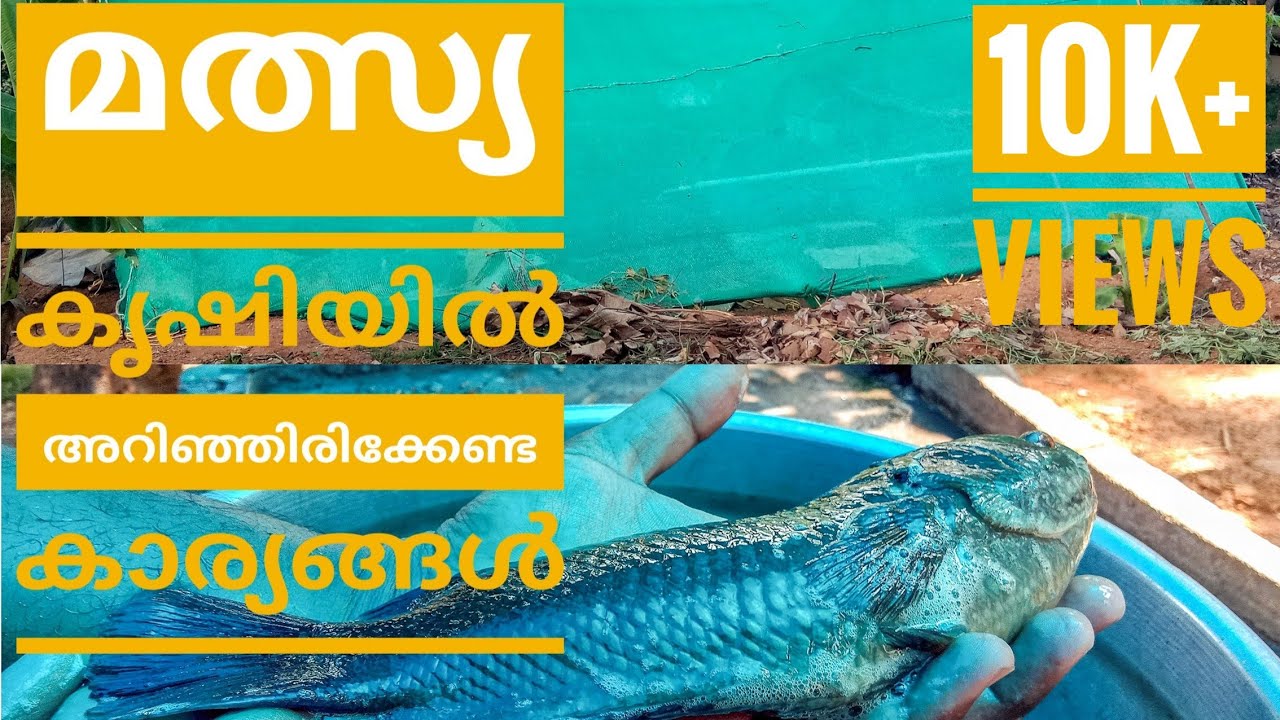 How to start fish farming at home | Anabas fish farming