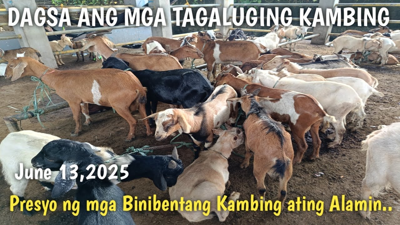 Price Update ng mga Kambing sa Padre Garcia Batangas