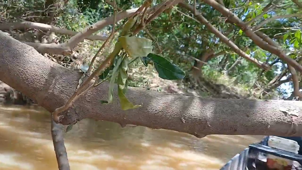 Primeira pescaria depois do defeso só peguei um peixe  kkkk vem com Mauricio da Hora. 