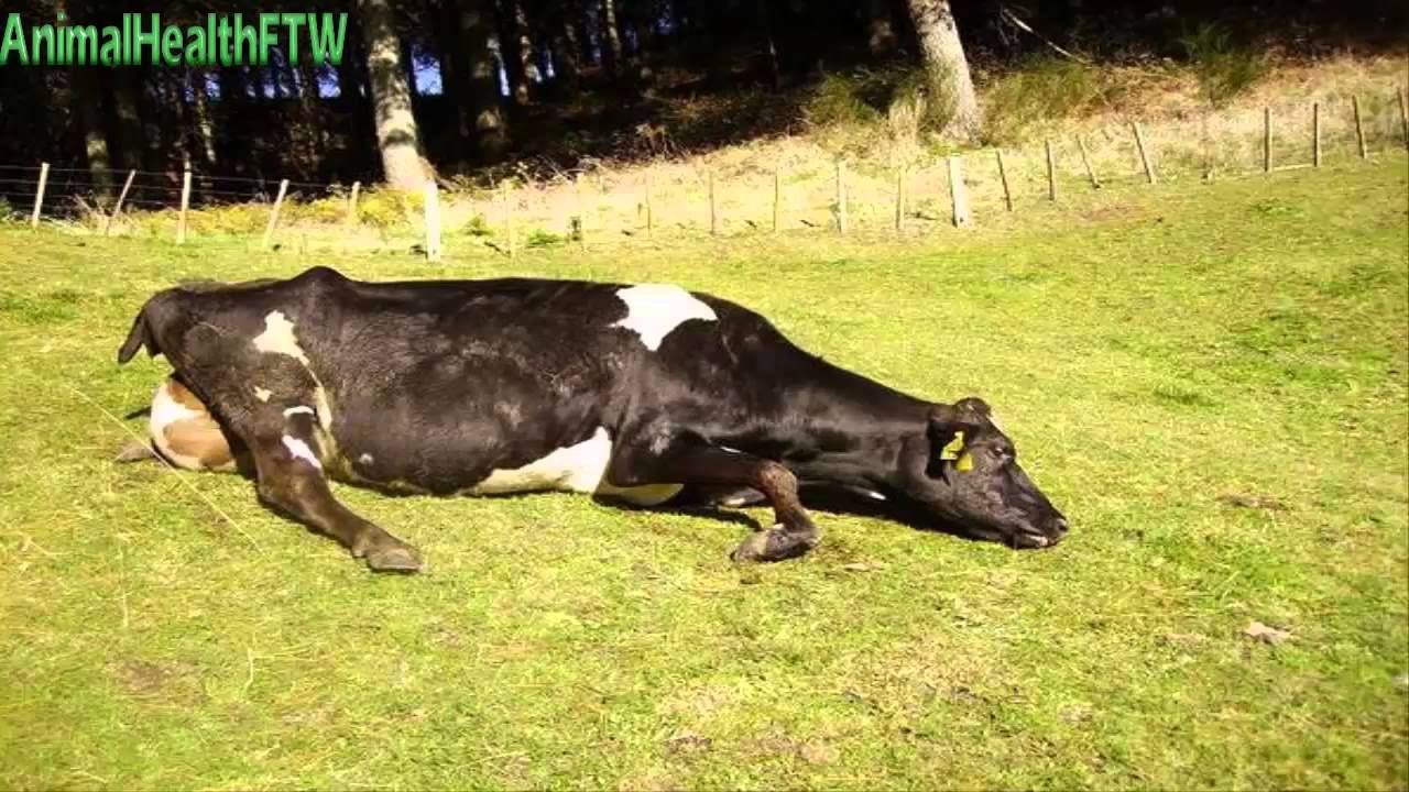 حمى اللبن (Milk Fever)