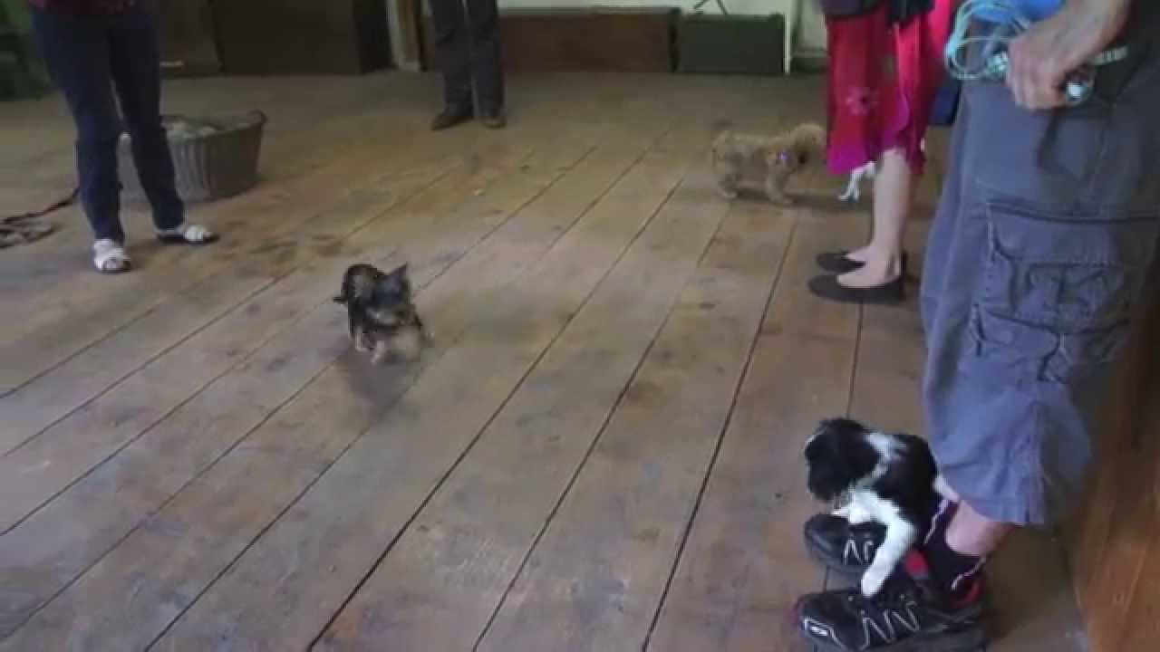 Milo à l'école du chien - cours chiot
