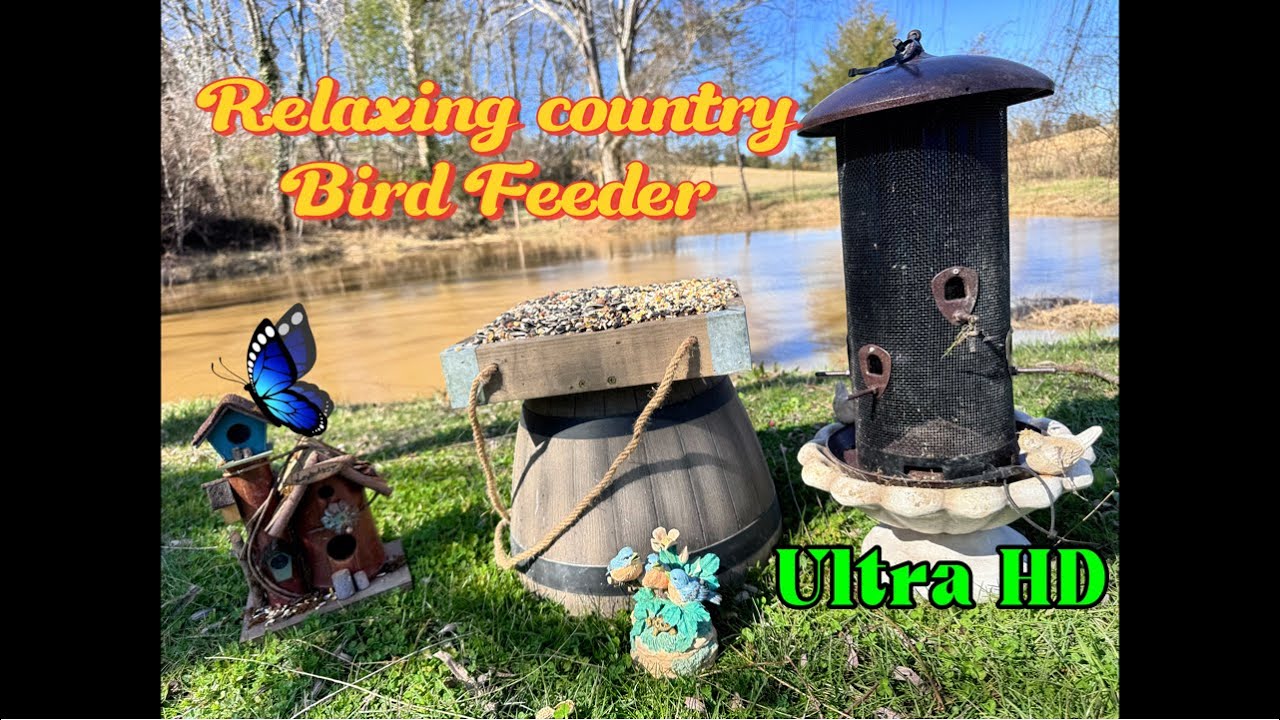 RELAXING Country  Bird Feeder time on the farm to CALM your mind, and bring youy PEACE.