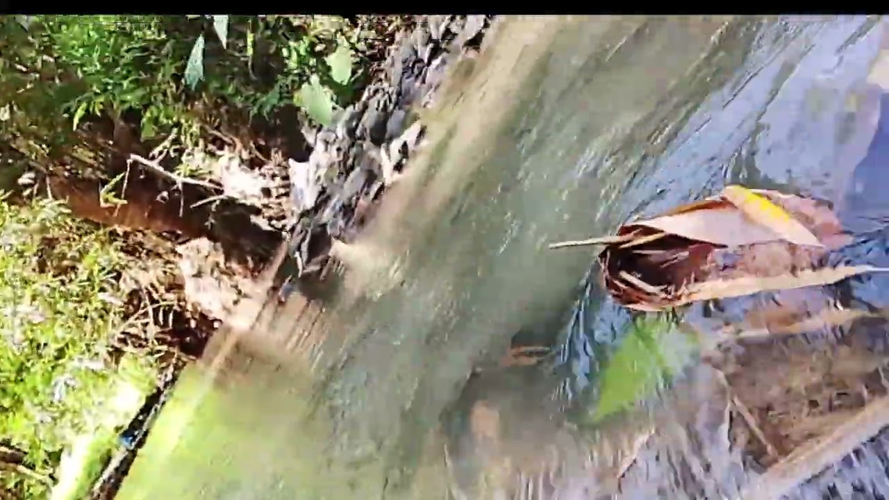 Suwasana di kampung persawahanpyppp