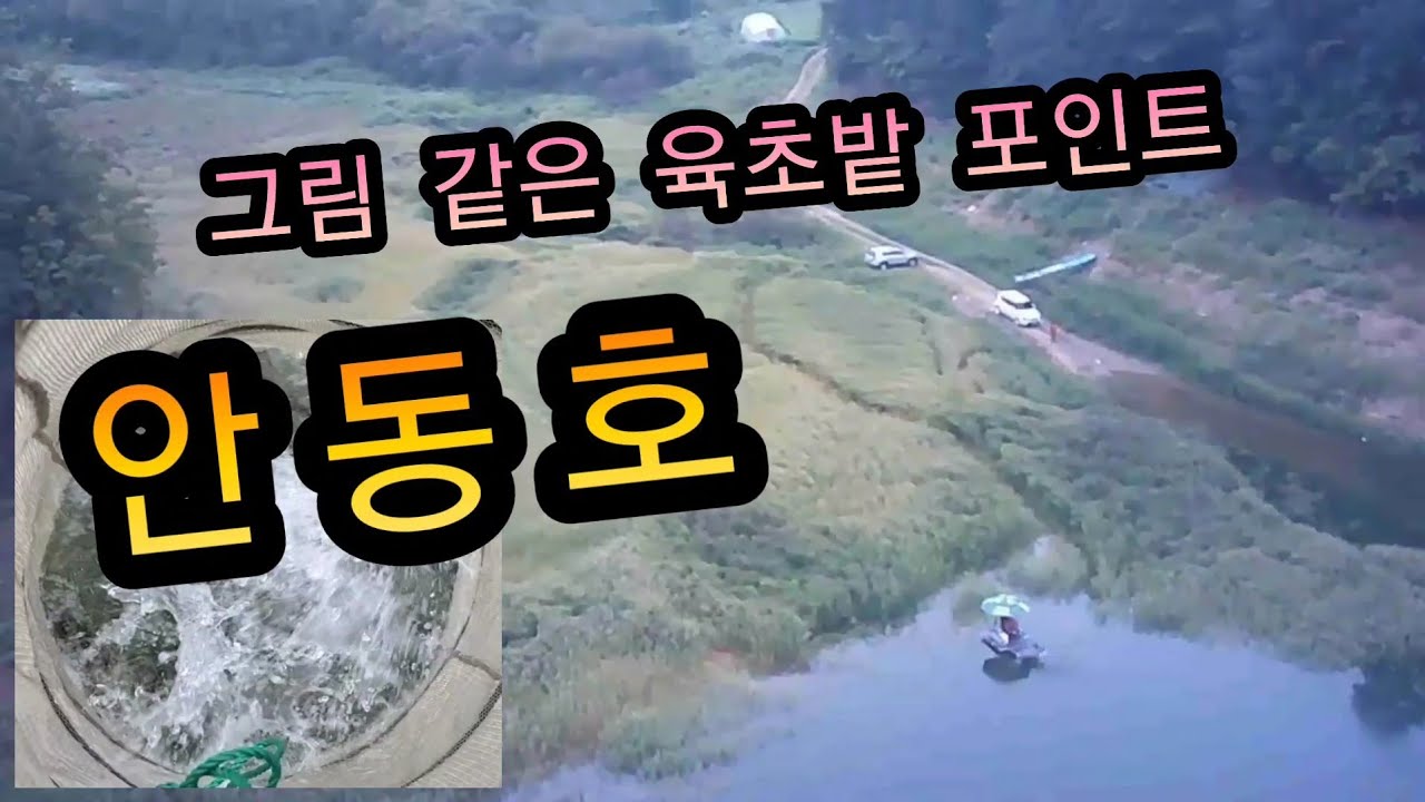 붕어낚시.  보는순간 여기야! #힐링 되는 풍경 안동댐 . 안동호 골자리 육초밭 #대물붕어 포인트 (Korean big fishing)