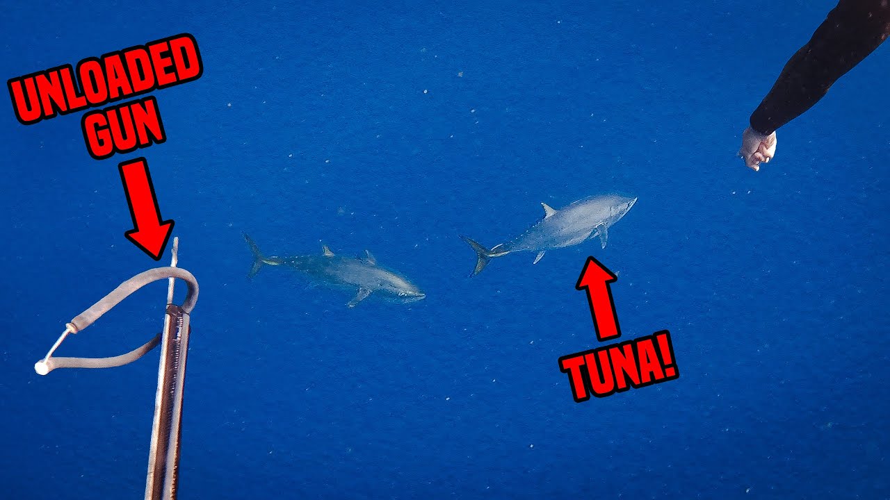 Chasing Southern Bluefin Tuna Spearfishing!
