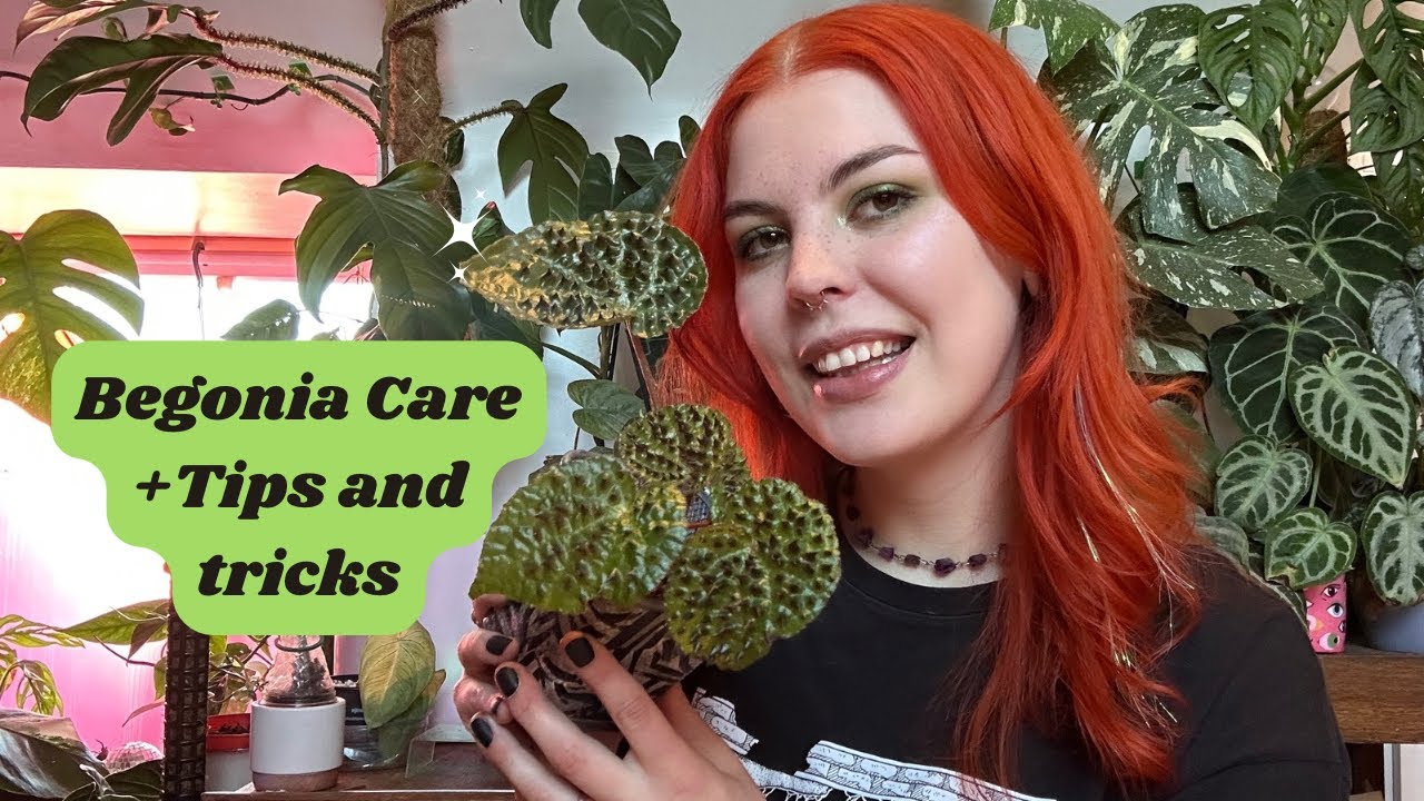 Уход за бегонией🌿+советы и рекомендации ✨