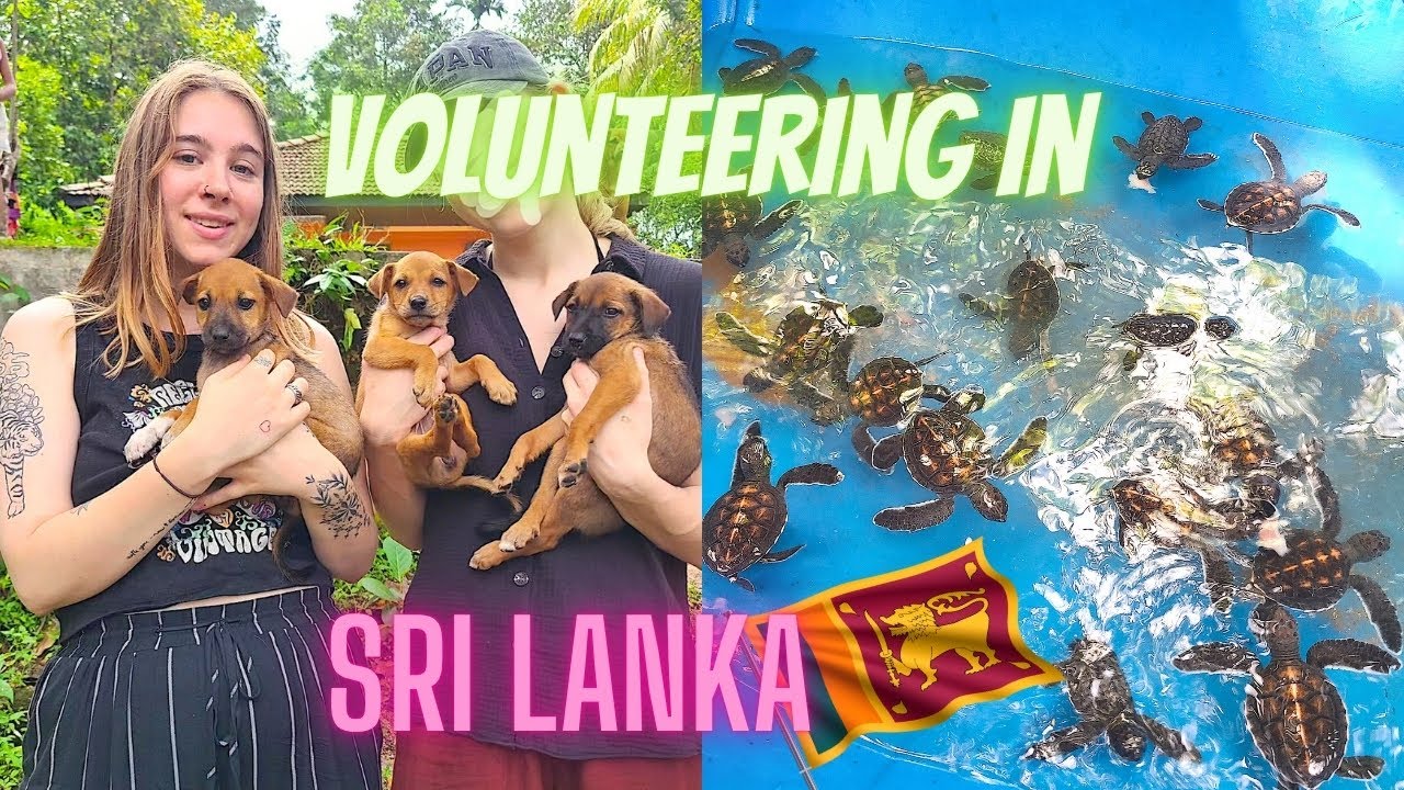 🐶🐢SRI LANKA VOLUNTEERING WITH STREET DOGS & TURTLES | 🇱🇰 PT.1 Travel VLOG