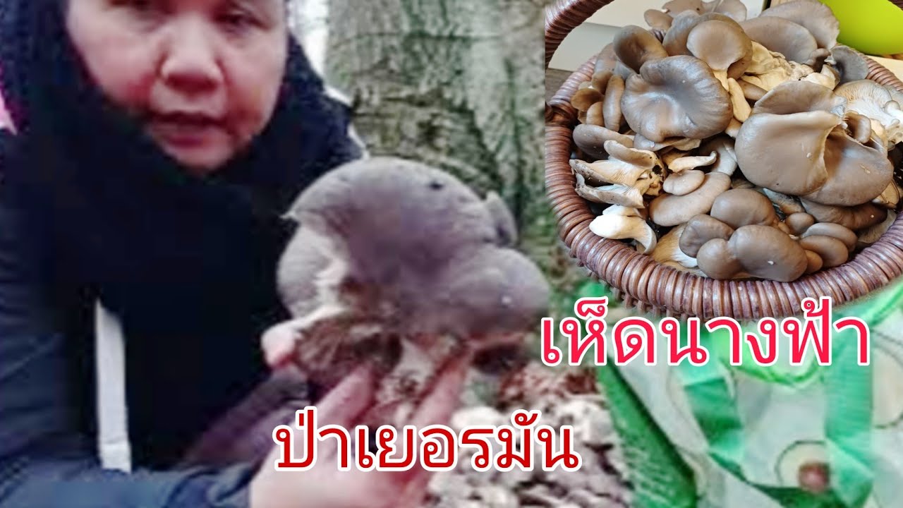 ไปเก็บเห็ดกันจ้า#เห็ดนางรม#mushroom 