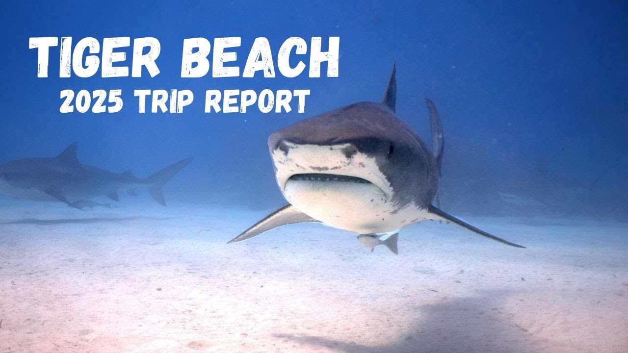 Diving the Tiger Beach and Bimini in 2025… (4K)