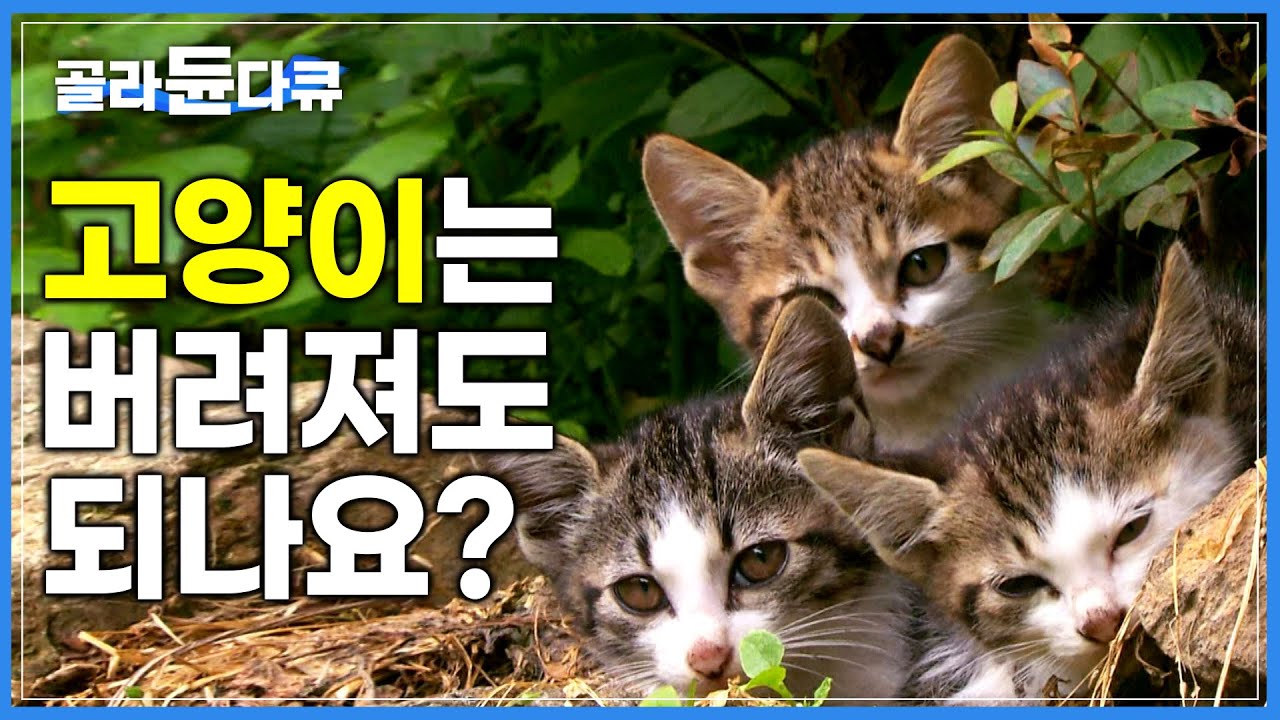 '생존율 30%' 살아남는 게 오히려 이상한 유기묘의 현실|사람에 의해 길들어졌지만 결국 사람에 의해 버려진 동물들|유기묘 구조 현장|하나뿐인 지구|#골라듄다큐