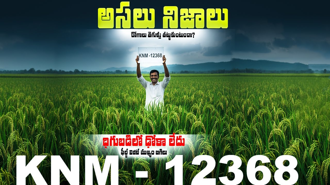 KNM 12368 వరి రకం | High Yield Paddy Variety | పూర్తి సాగు విధానం & ప్రయోజనాలు