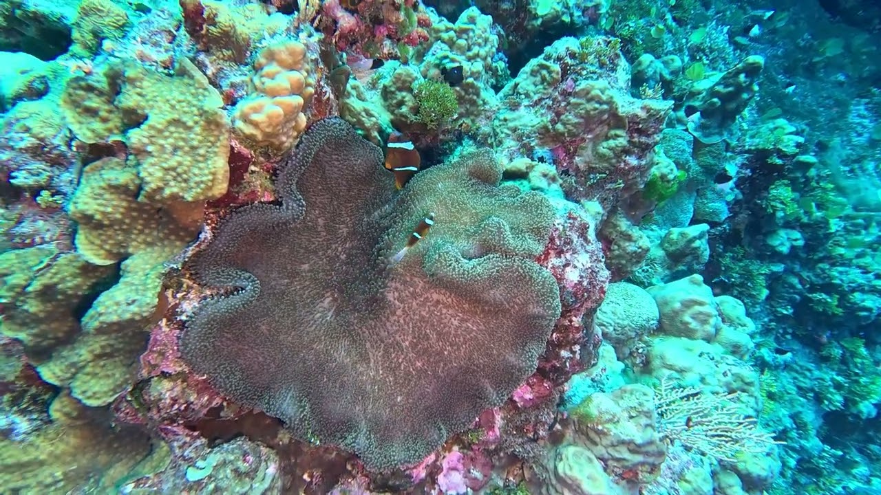 #109 Great Barrier Reef - Holmes Reef - Nonkies Bommie - 1/15/25 - 4k