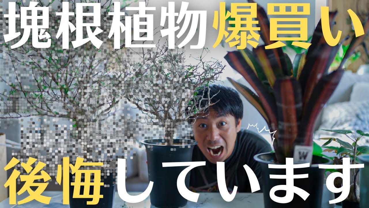 注意喚起！塊根植物に散財した結果を後悔しています。