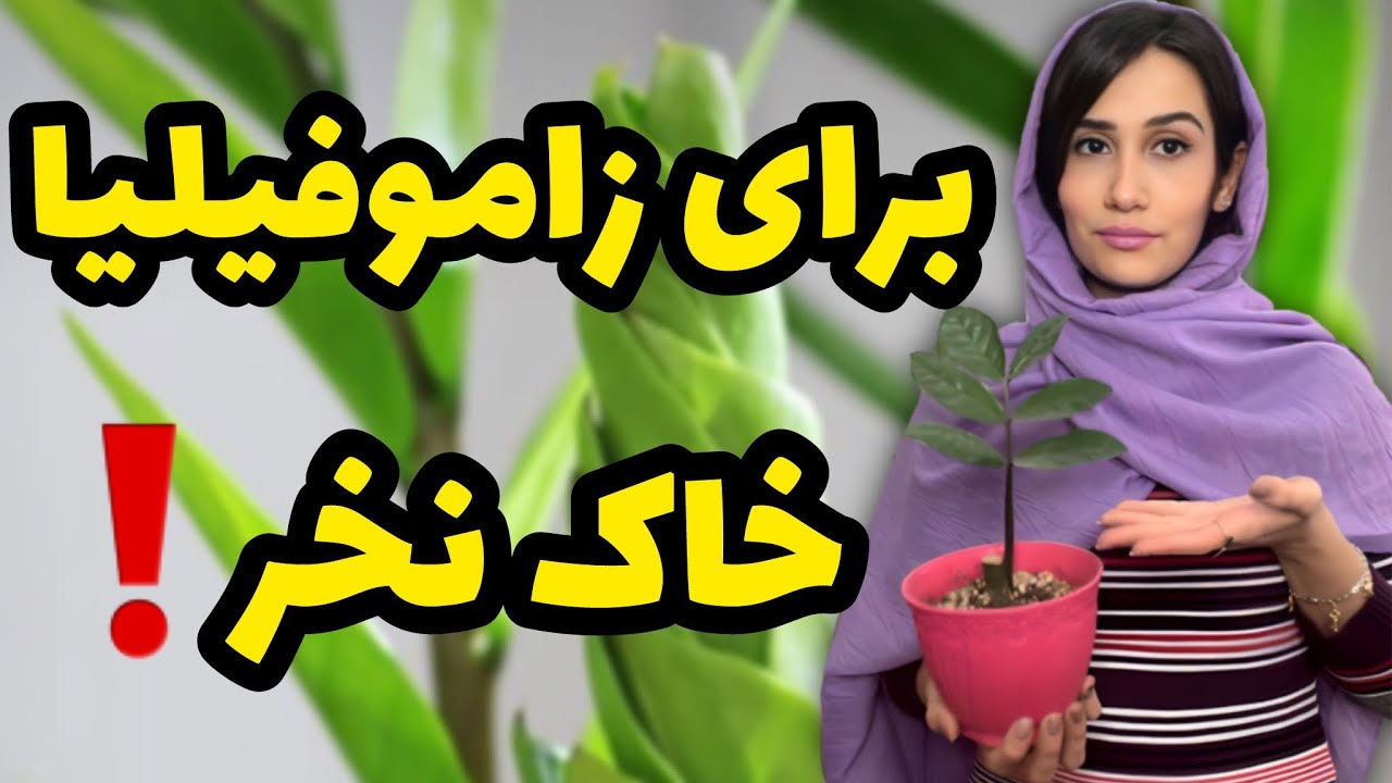 دیگه زاموفیلیا رو داخل خاک نکارین به جاش هیدروپونیک کنین😍/خداحافظی با پوسیدگی ریشه/ زامیفولیا
