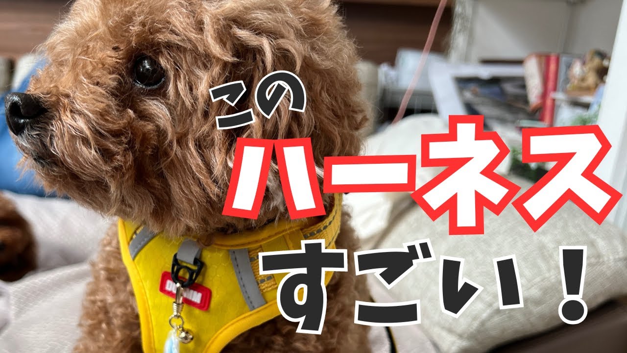 犬おすすめハーネスGiipet！脱着が苦手のわんこも安心簡単すぎて感激！！付け方&サイズ等徹底比較！