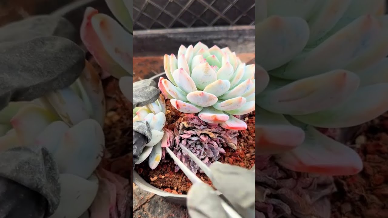 Healthy Succulent Leaves Succulent DX / Deep Clean ASMR ULTRA CRUNCHY 🌵 (No Talking)