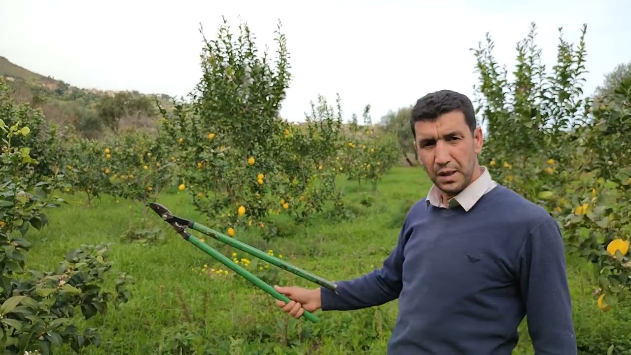 Quelques orientations sur la conduite d'un verger de citronnier