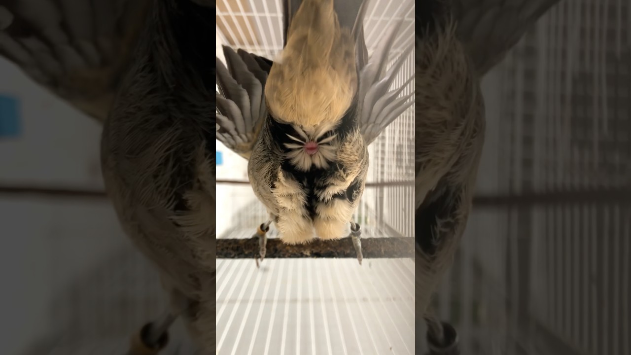 ENDOIDA SEU TRINCA FERRO 🔥f&ecirc;mea pedindo gala esquenta trinca ferro frio