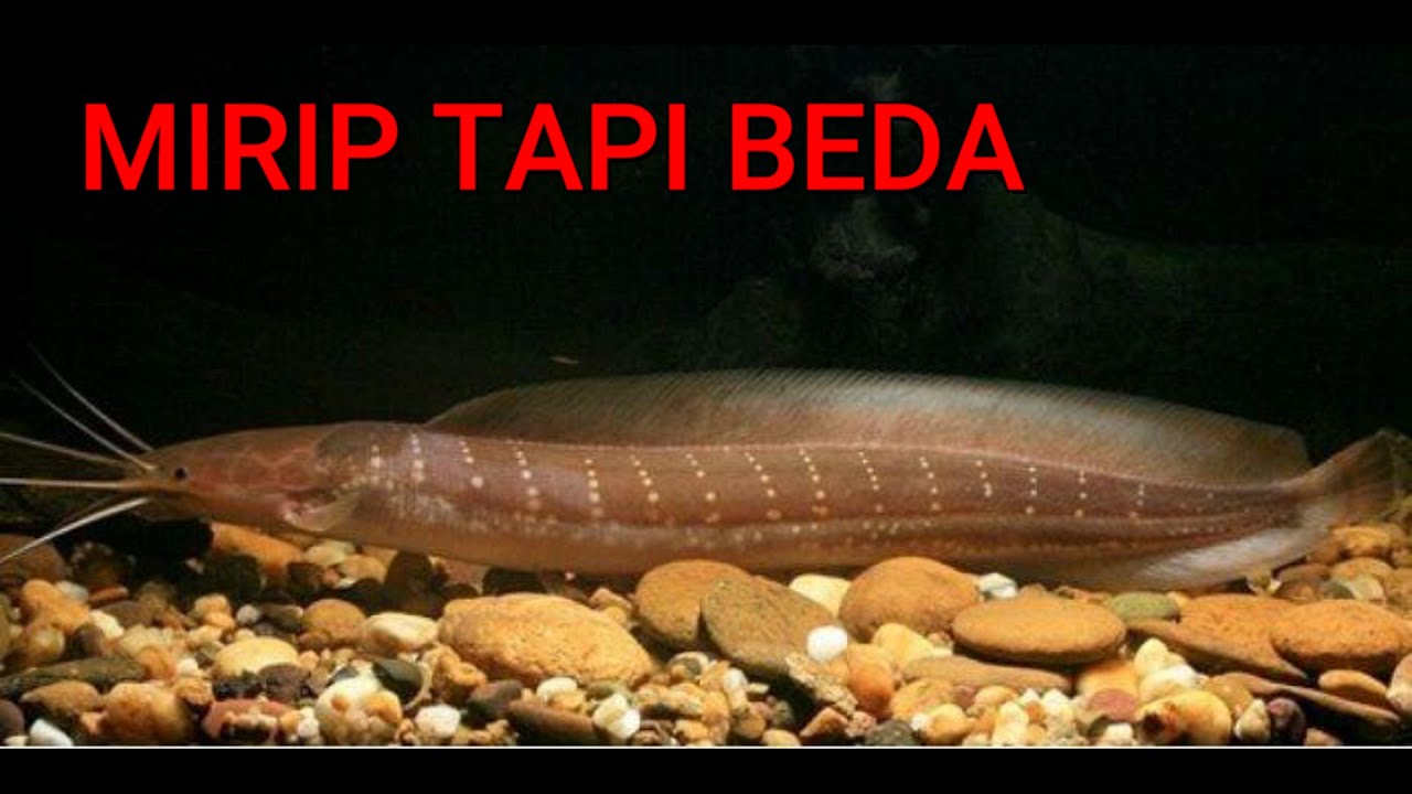 8 JENIS IKAN LELE YANG ADA DI INDONESIA