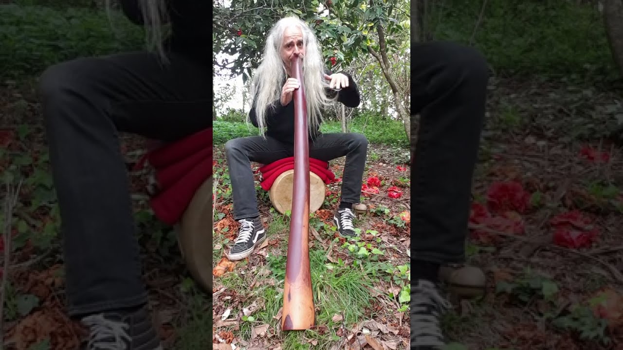 Didgeridoo & Drum with Tui birds