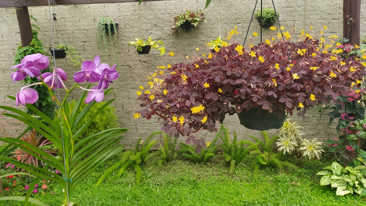 4 Flores Pendentes Maravilhosas Para o Jardim
