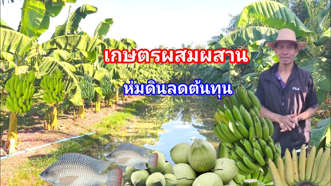 ทำเกษตรผสมผสาน!! ทางรอดของเกษตรกร ห่อมดินด้วยฟางข้าว ลดต้นทุน ใส่ปุ๋ยน้อยแต่บ่อยครั้ง