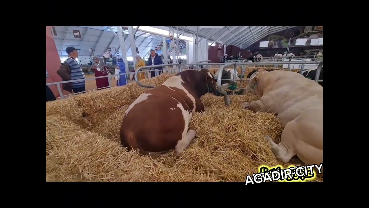 المعرض الفلاحي الدولي بمكناس 2024 المغربInternational Agricultural Exhibition in Meknes 2024 morroco