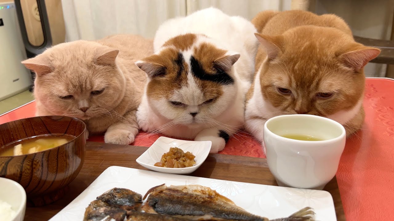 朝から干物焼いたらいっぱい集まってきた