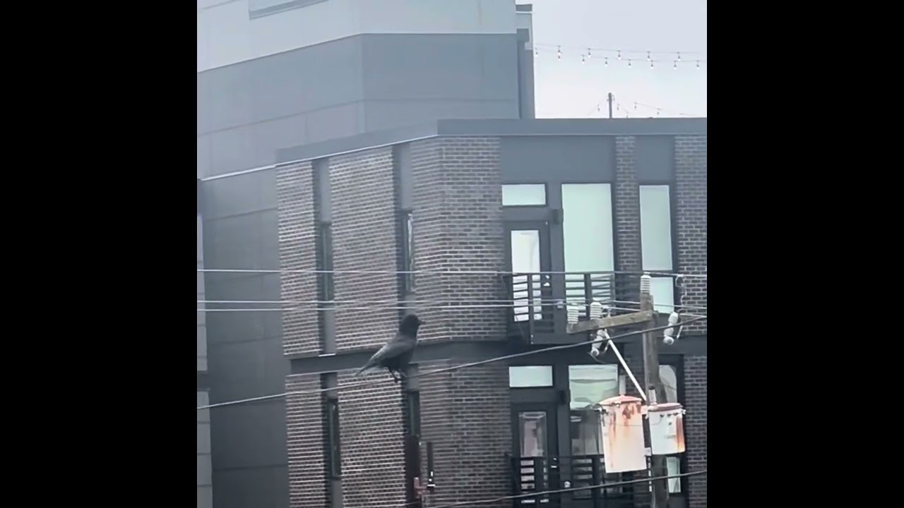 Crow Content 13