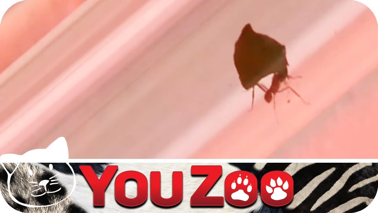 Ameisen als Haustiere │YouZoo