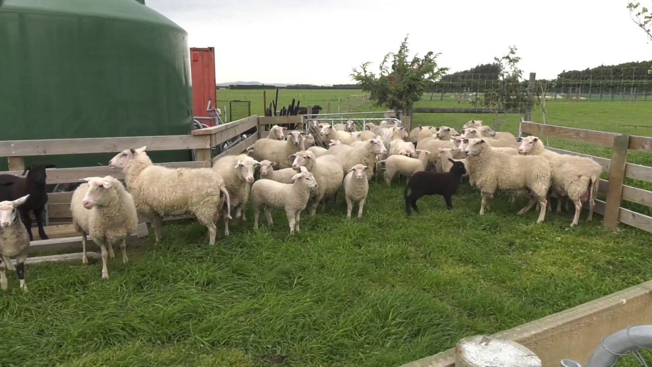 Livestock: Straight East Friesian sheep may not be the best sheep to milk.