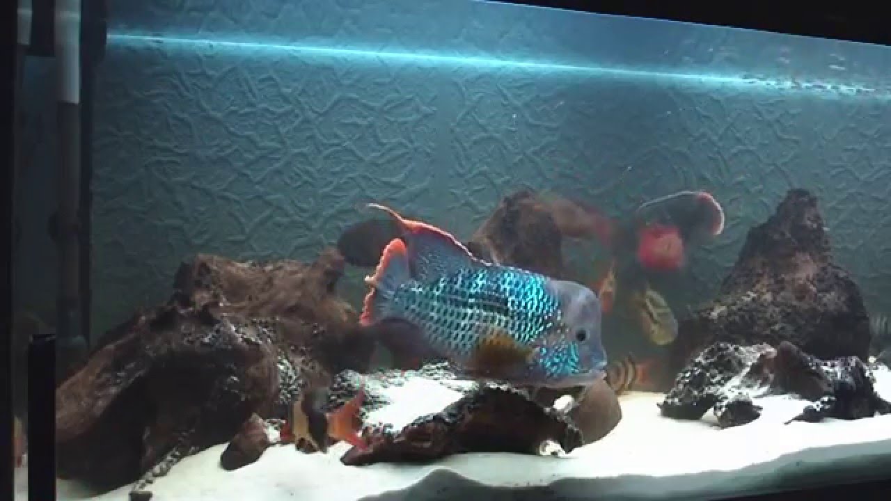 Aequidens rivulatus - Akara pomarańczowopłetwa - Cichlids Pielęgnice / Green terror /