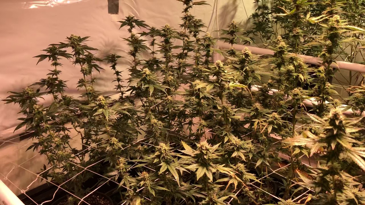 Medical Marijuana Grow: Week 5 of Flower