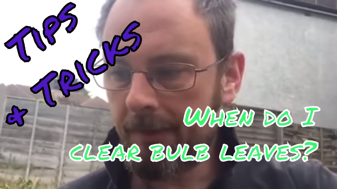 When do I clear bulb leaves?