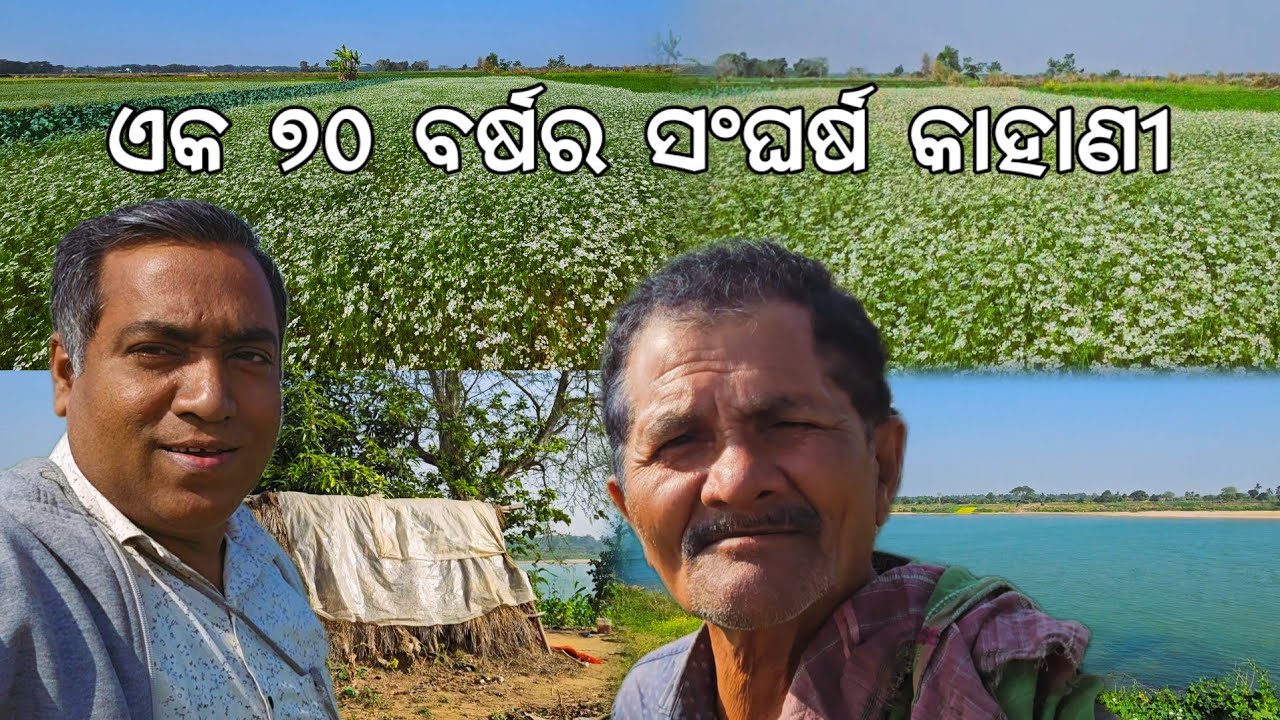 ଏକ ୭୦ ବର୍ଷର ସଂଘର୍ଷ ଚାଷୀ କାହାଣୀ l ଏକର ଏକର ଧନିଆ ଚାଷ l Gouranga Nayak Odia Vlogs 