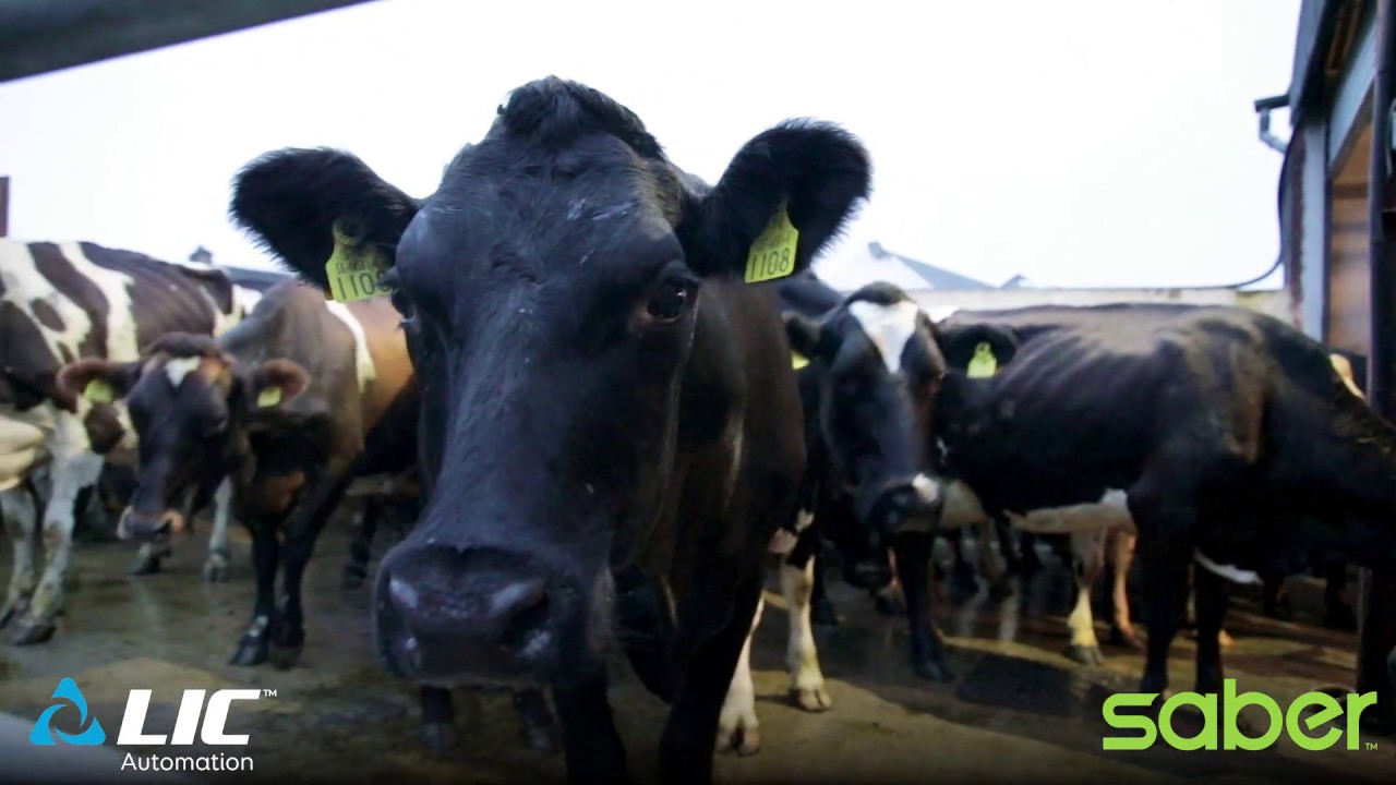 Joe Kirwan on Saber Draft - Next Generation, Automated Sorting/Drafting For All Milking Systems.