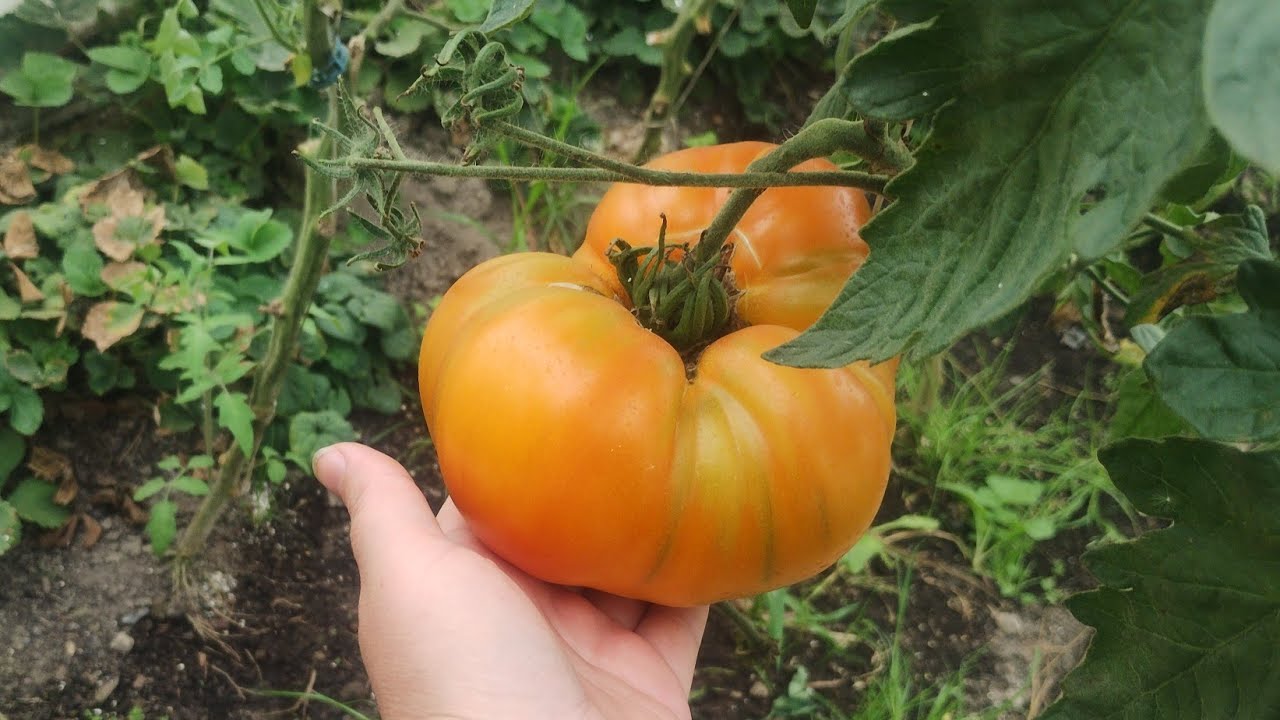 315. Plony 2025 🍅 wracamy Kochani ♥️ dziękujemy za cierpliwość ❤️
