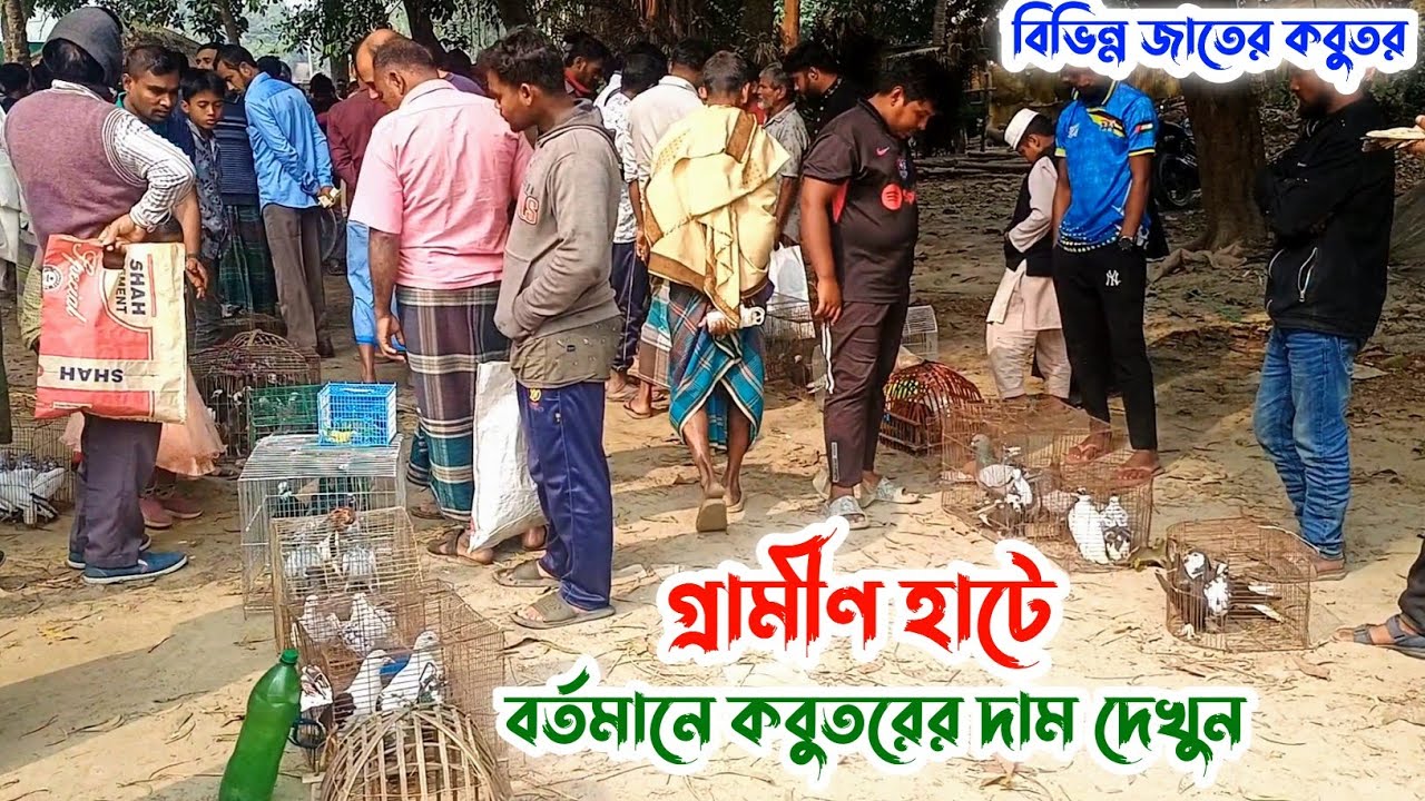 গ্রামীণ হাটে বিভিন্ন জাতের কবুতরের বর্তমান দাম | লাউহাটি হাট, দেলদুয়ার, টাঙ্গাইল | Pigeon Price