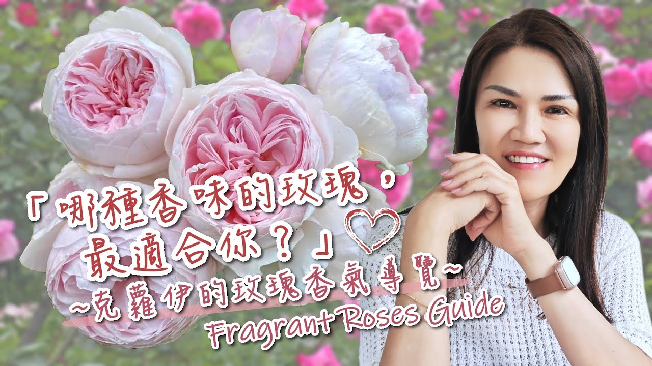哪種玫瑰香味最適合你? 大衛奧斯汀的玫瑰為何叫人又愛又恨？All About Fragrant Roses