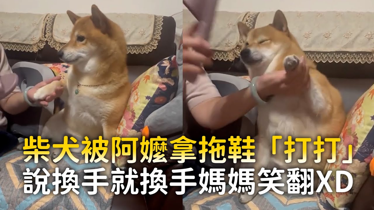 柴犬被阿嬤拿拖鞋「打打」　說換手就換手媽媽笑翻XD