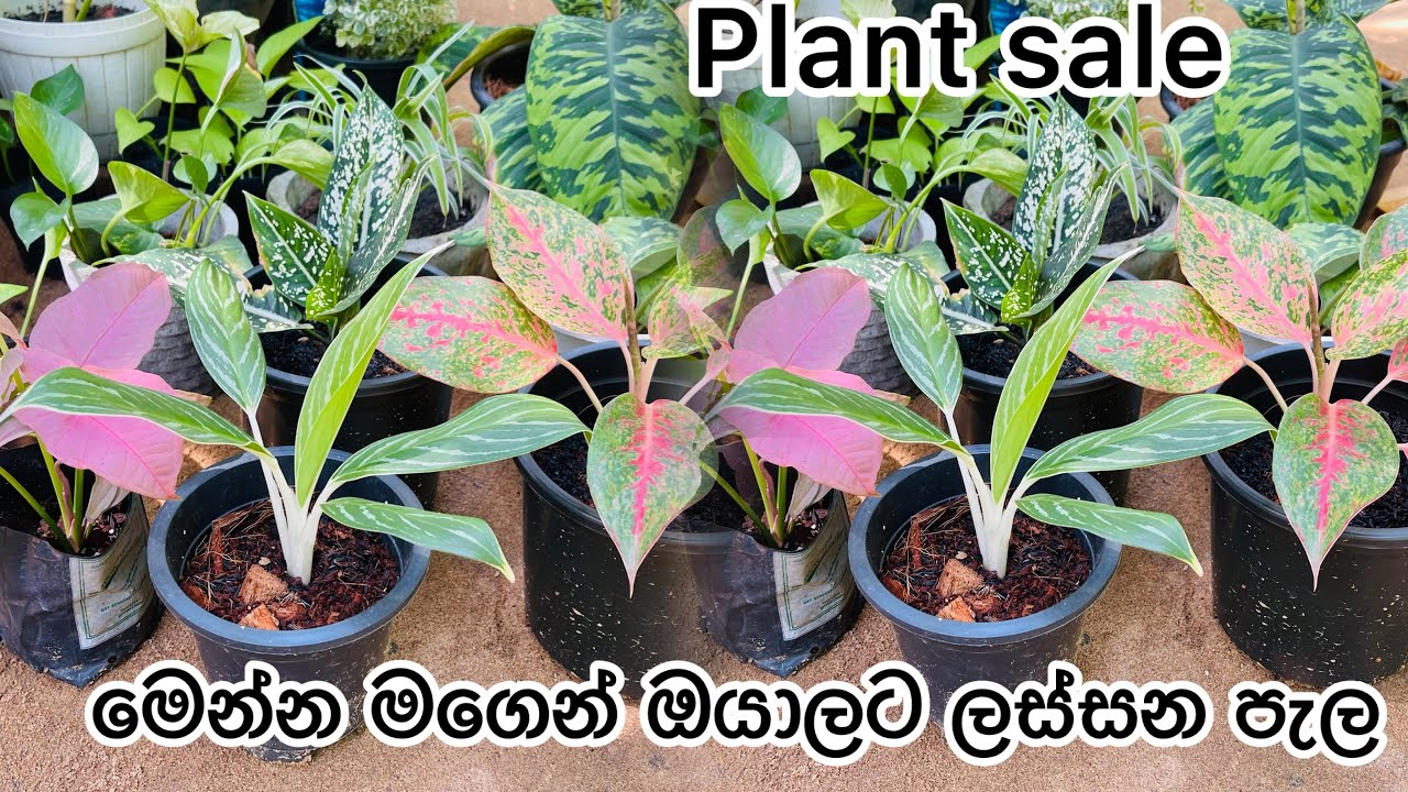 0716627680 පැල අවශ්‍ය කෙනෙක් whatsapp msg එකක් දාන්න 🪴🪴🌺🌹❤️#plantsale 