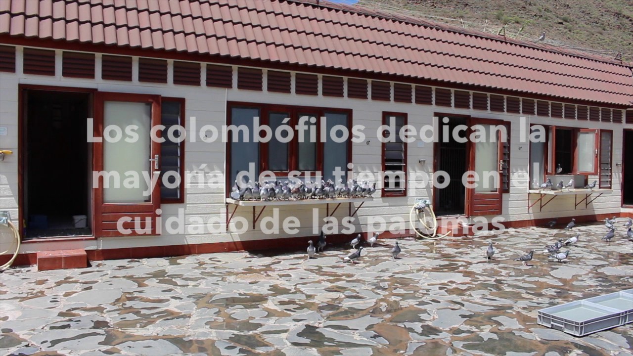 Reportaje colombofilia