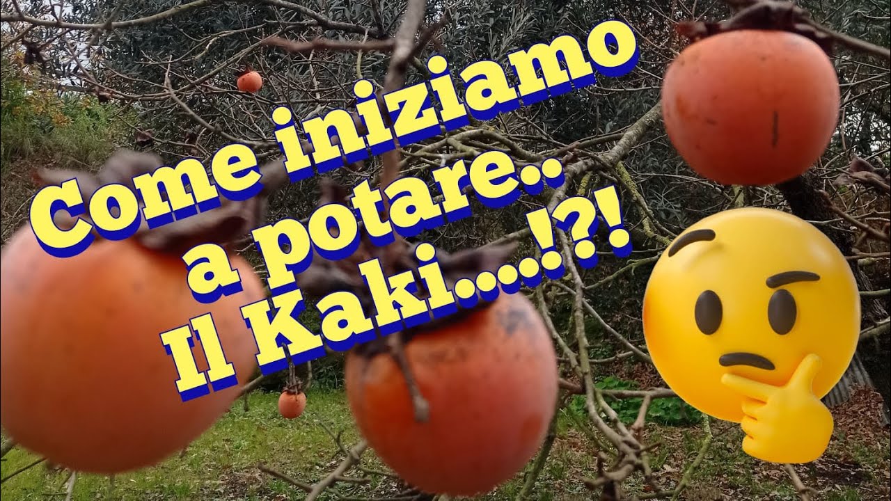 Come iniziamo a potare una pianta di Kaki?✂️🌿