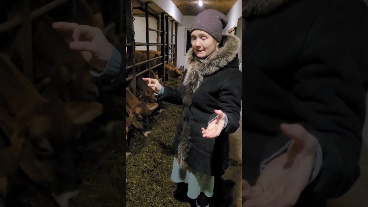 Чим корови Джерсейської породи такі цінні #молокоджерсеїв #молокоякезасвоюється #цінністьмолока